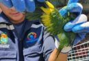Cochabamba: rescatan a 106 cotorras de ala amarilla en terminal de Aiquile