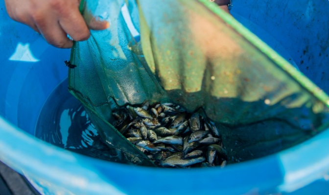 Cochabamba: liberan más de 2 mil peces en laguna Alalay