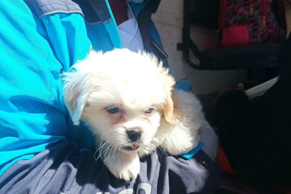 Municipio paceño presenta resultados del estudio poblacional de mascotas